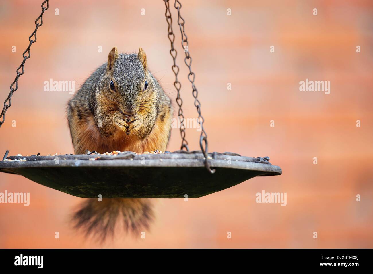 Scoiattolo (Sciurus niger) mangiare semi da alimentatore di uccelli Foto Stock