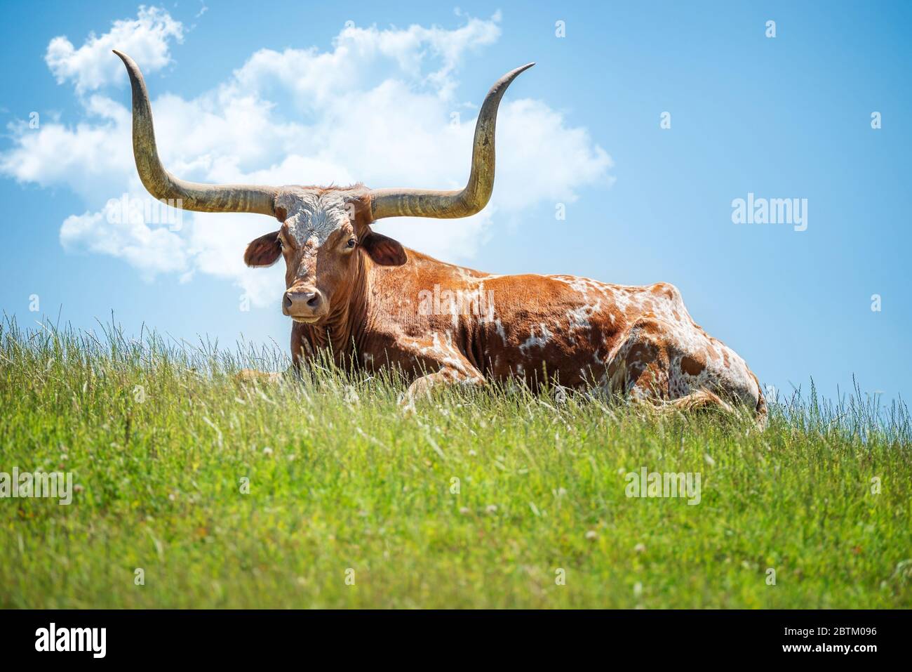 Texas longhorn giace in erba contro il cielo blu con le nuvole di sfondo. Spazio di copia. Foto Stock