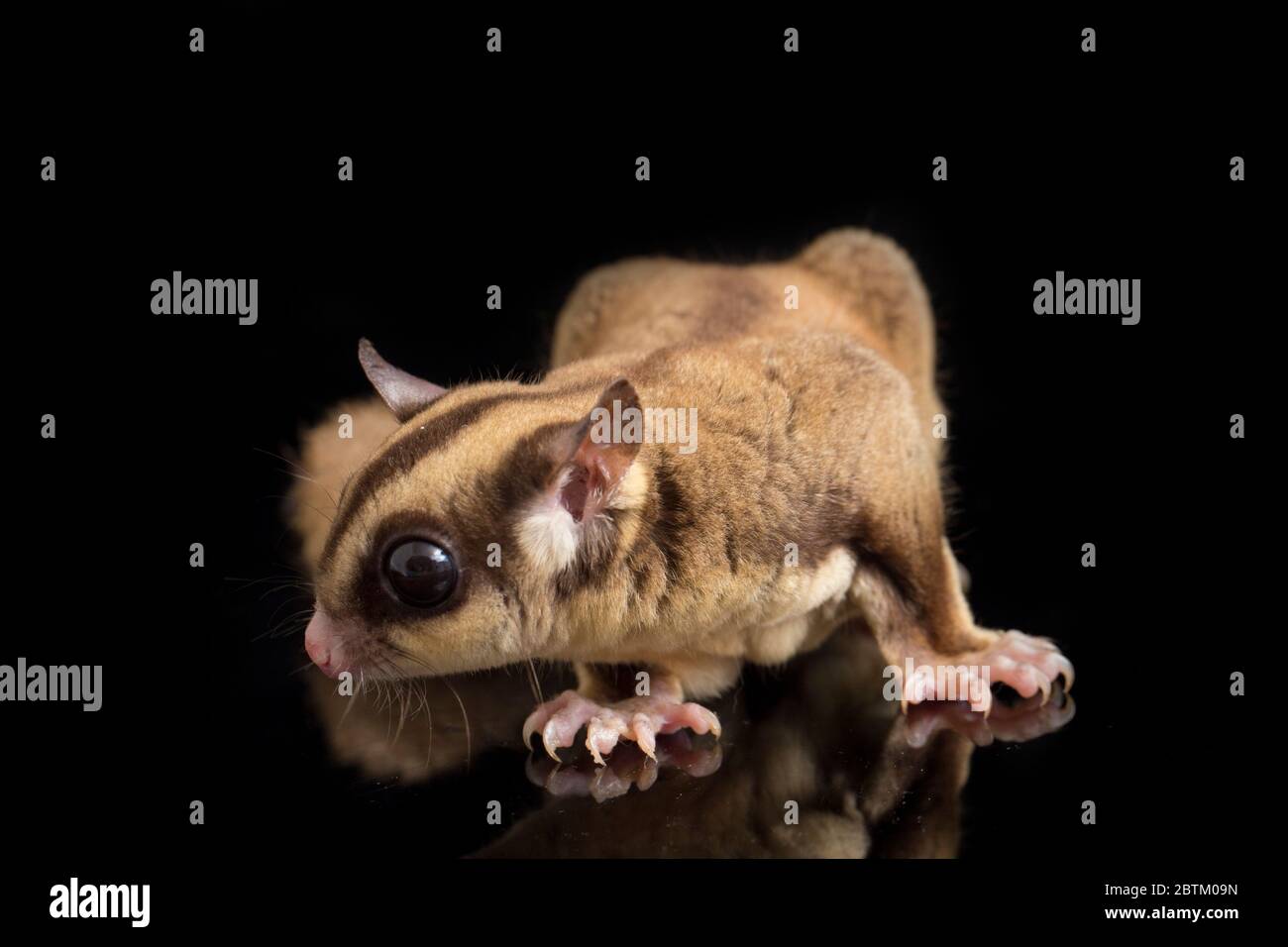 Aliante di zucchero - BREVANI di Petaurus isolati su sfondo nero Foto Stock