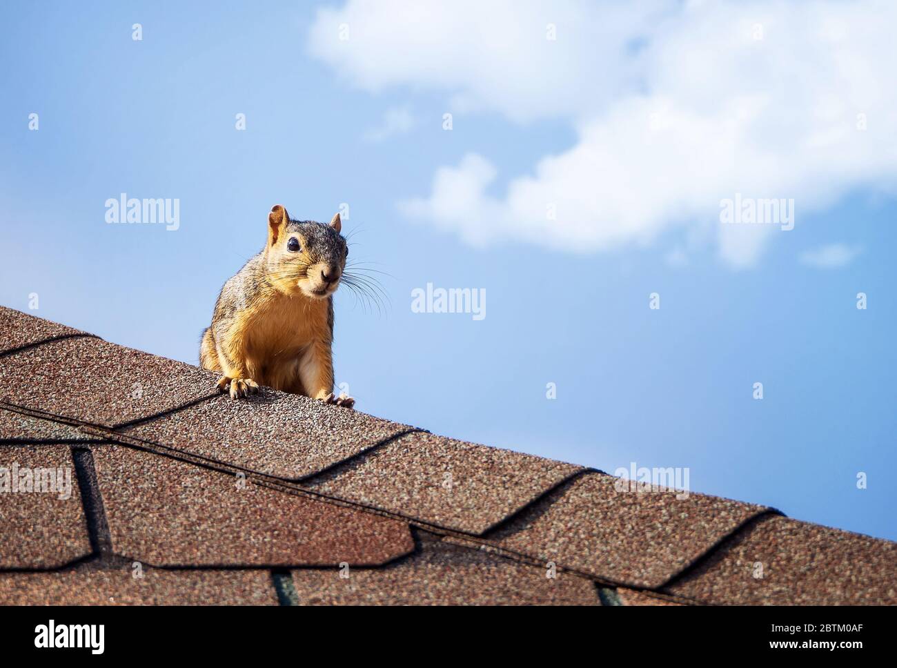 Scoiattolo sul tetto. Blu cielo bianco nuvole sfondo con spazio di copia. Foto Stock