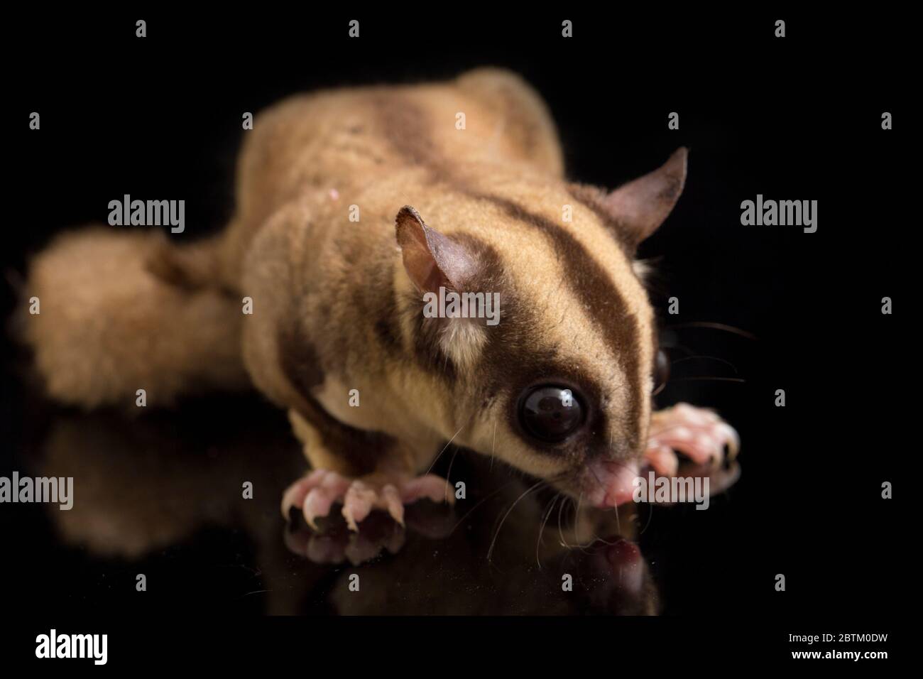 Aliante di zucchero - BREVANI di Petaurus isolati su sfondo nero Foto Stock