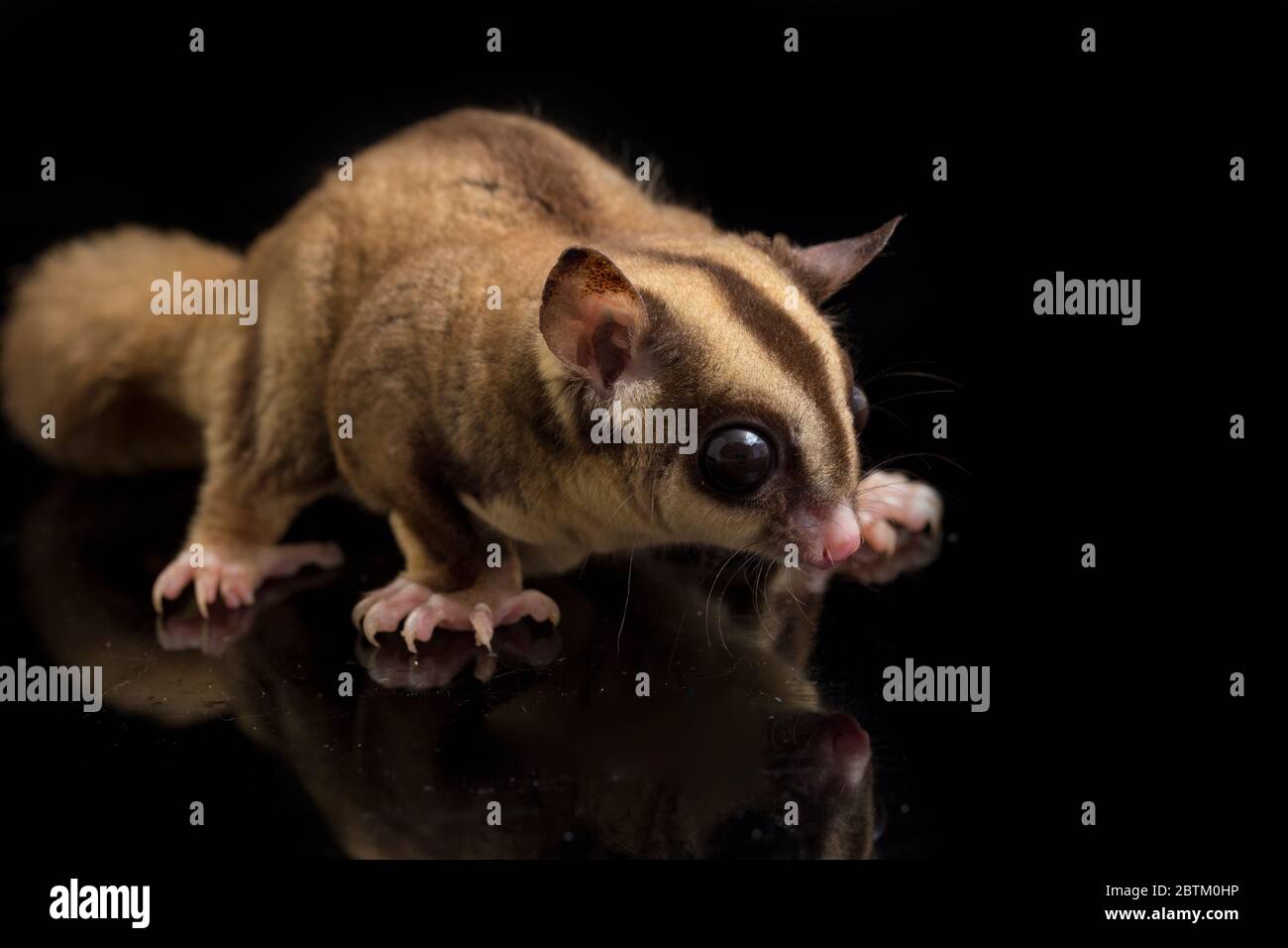 Aliante di zucchero - BREVANI di Petaurus isolati su sfondo nero Foto Stock