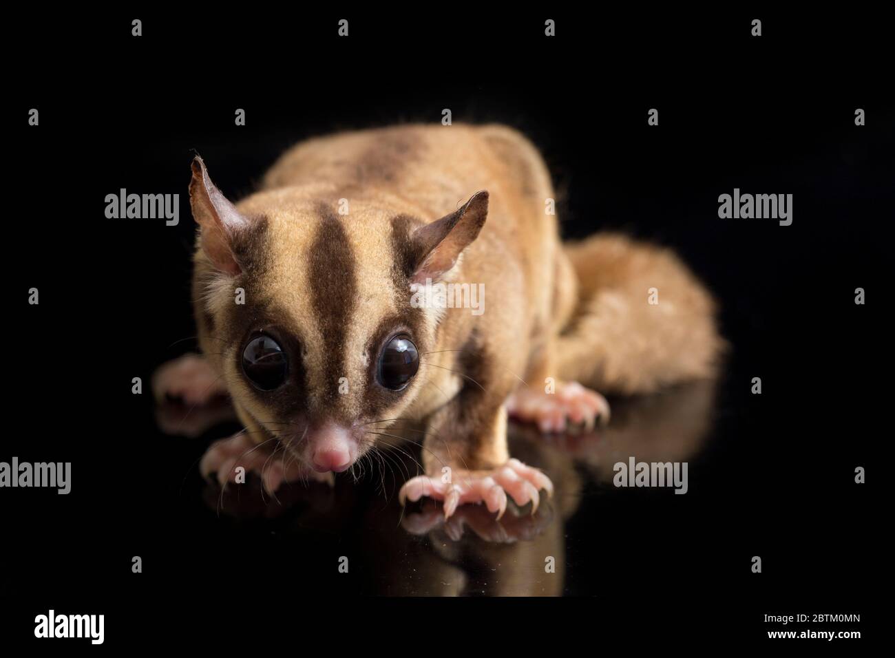 Aliante di zucchero - BREVANI di Petaurus isolati su sfondo nero Foto Stock