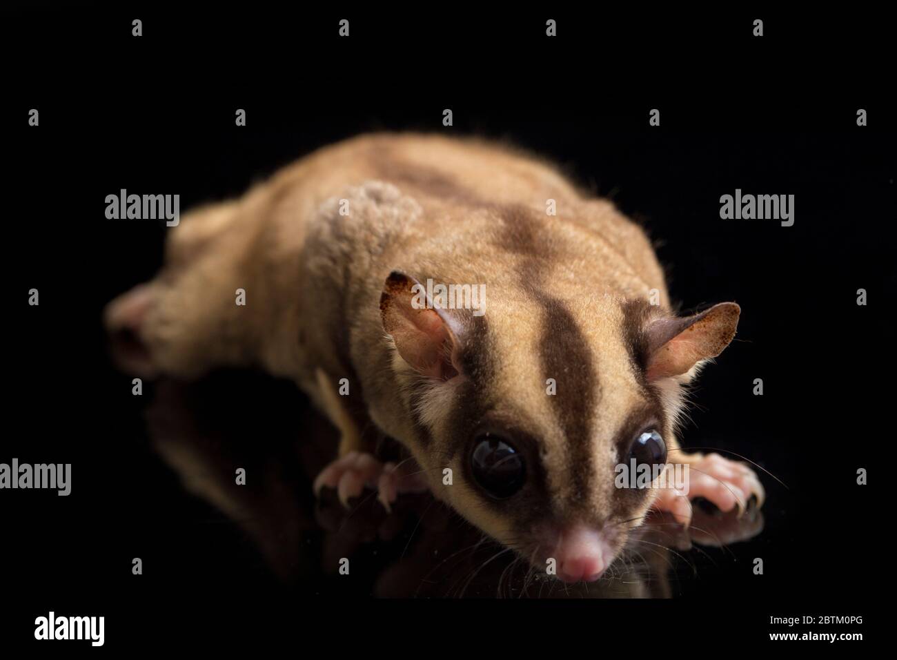 Aliante di zucchero - BREVANI di Petaurus isolati su sfondo nero Foto Stock