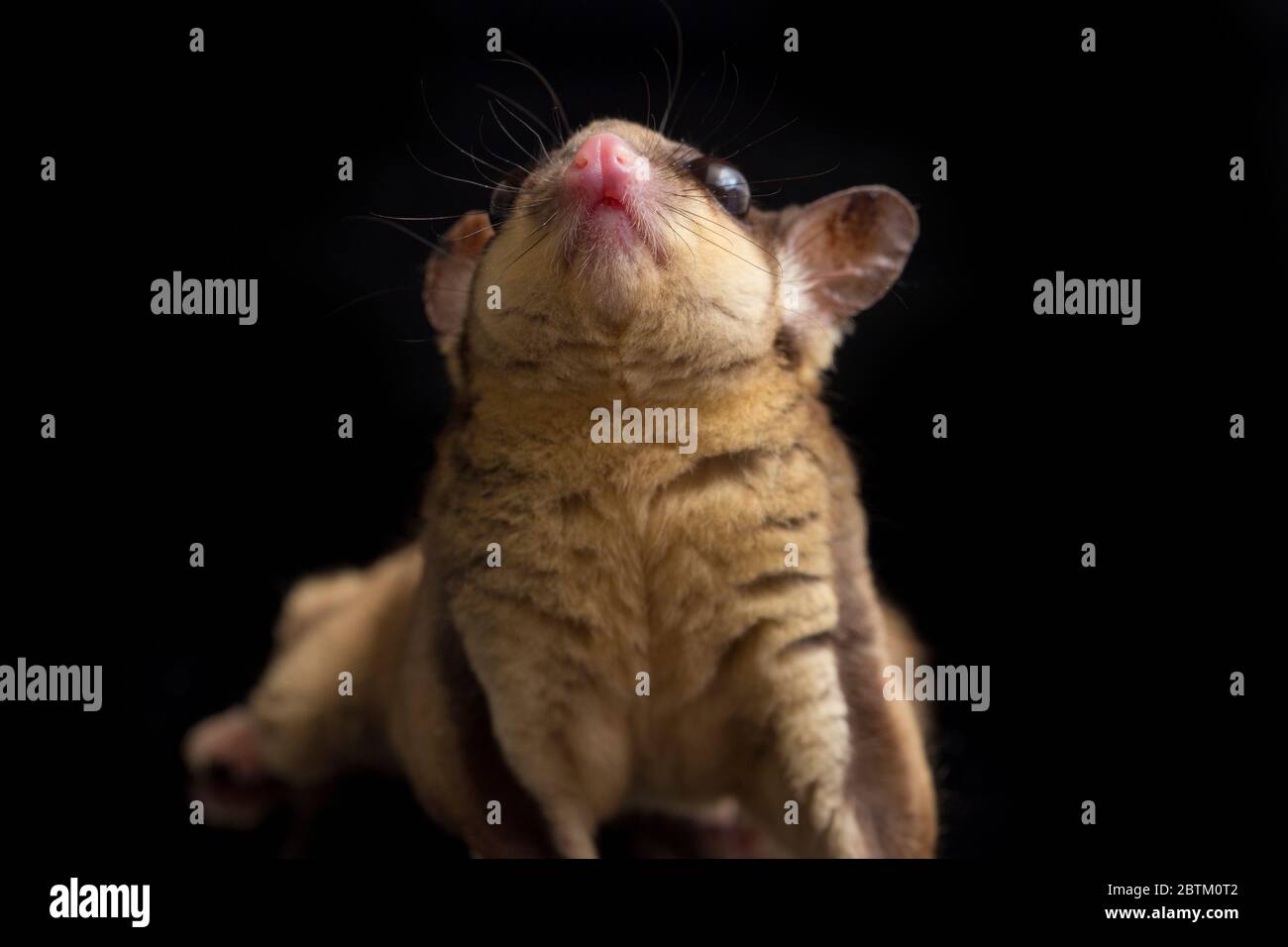 Aliante di zucchero - BREVANI di Petaurus isolati su sfondo nero Foto Stock