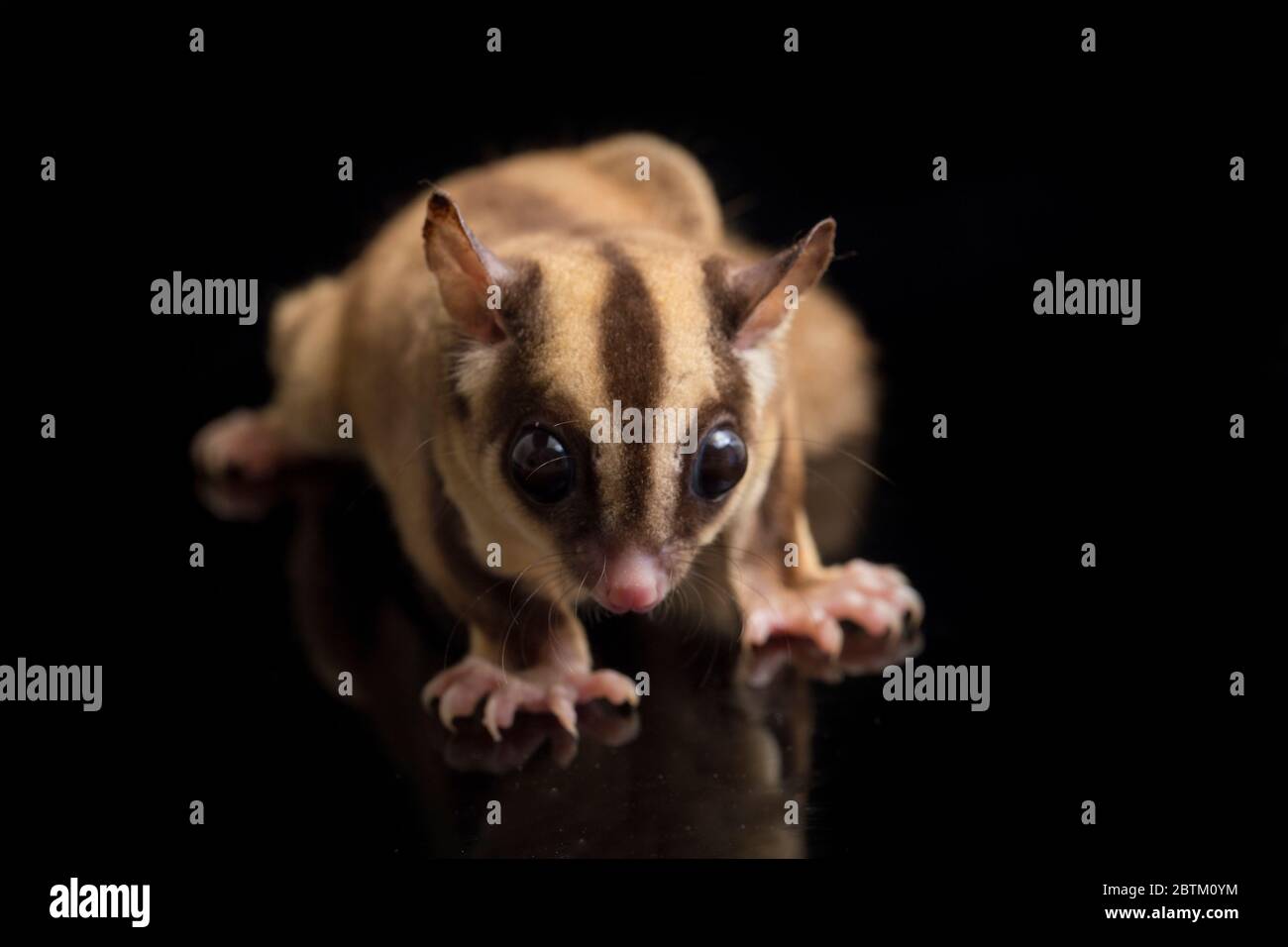 Aliante di zucchero - BREVANI di Petaurus isolati su sfondo nero Foto Stock