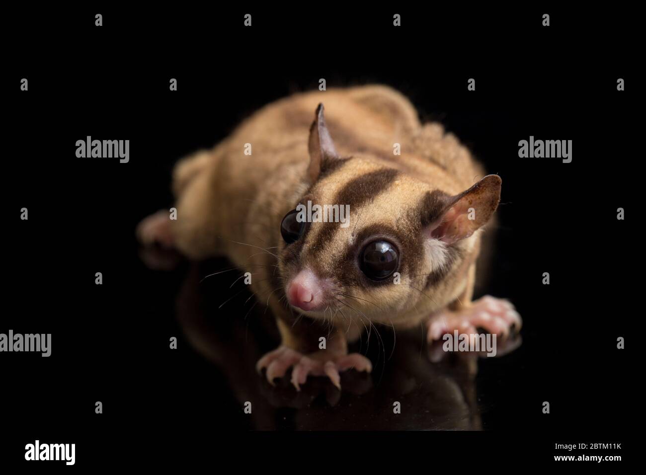 Aliante di zucchero - BREVANI di Petaurus isolati su sfondo nero Foto Stock