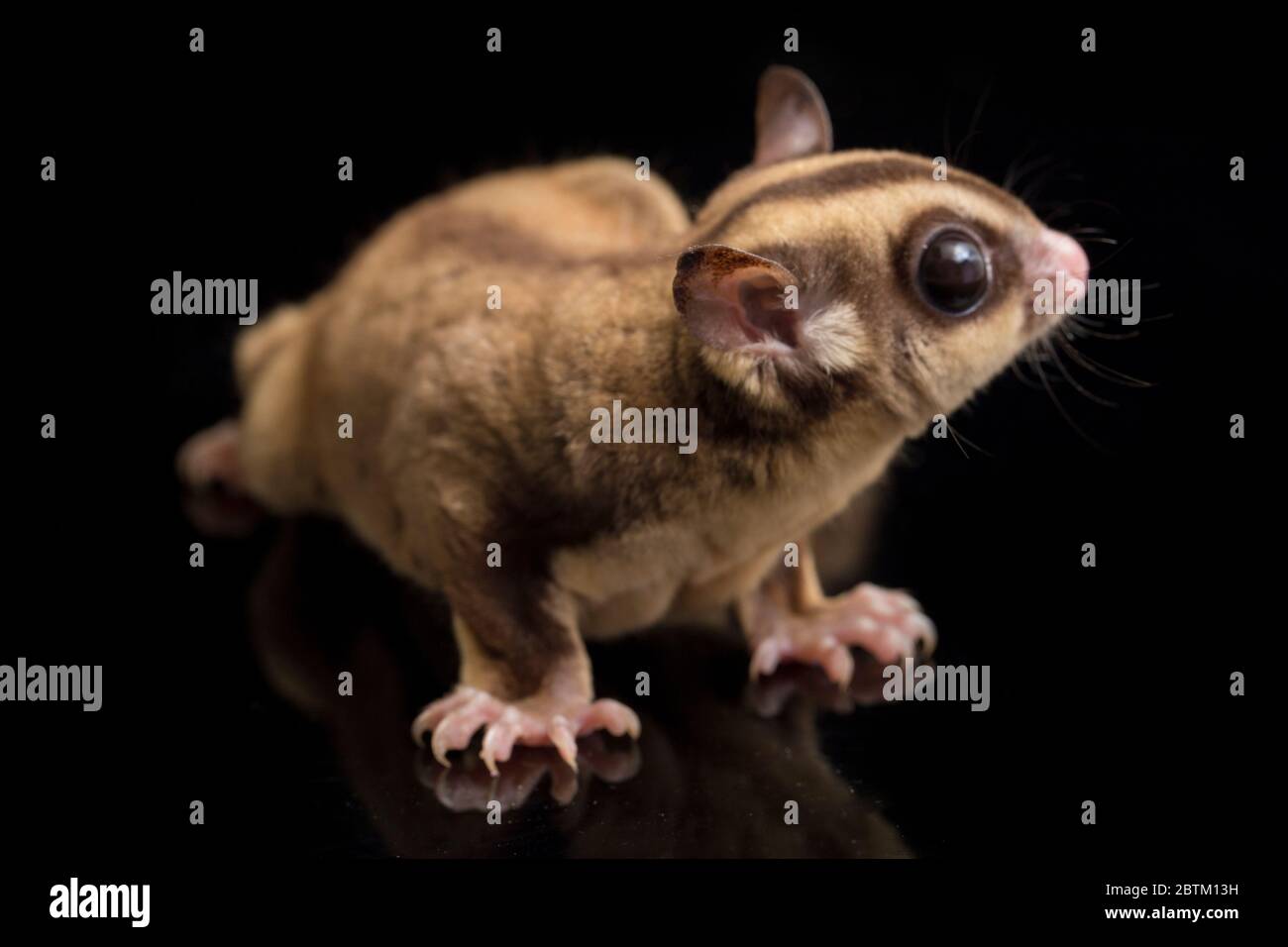 Aliante di zucchero - BREVANI di Petaurus isolati su sfondo nero Foto Stock