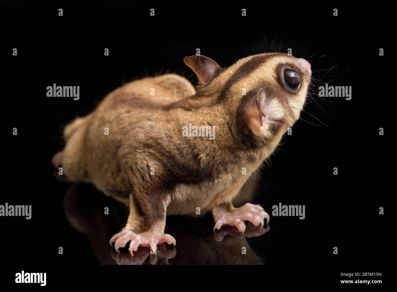 Aliante di zucchero - BREVANI di Petaurus isolati su sfondo nero Foto Stock