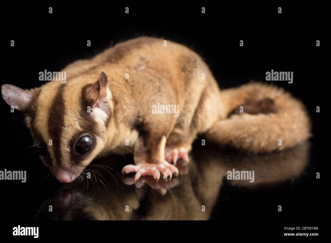Aliante di zucchero - BREVANI di Petaurus isolati su sfondo nero Foto Stock