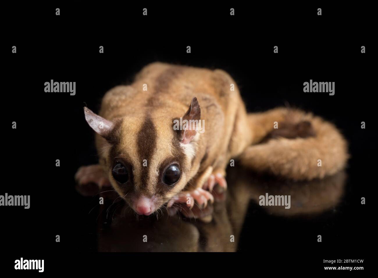 Aliante di zucchero - BREVANI di Petaurus isolati su sfondo nero Foto Stock