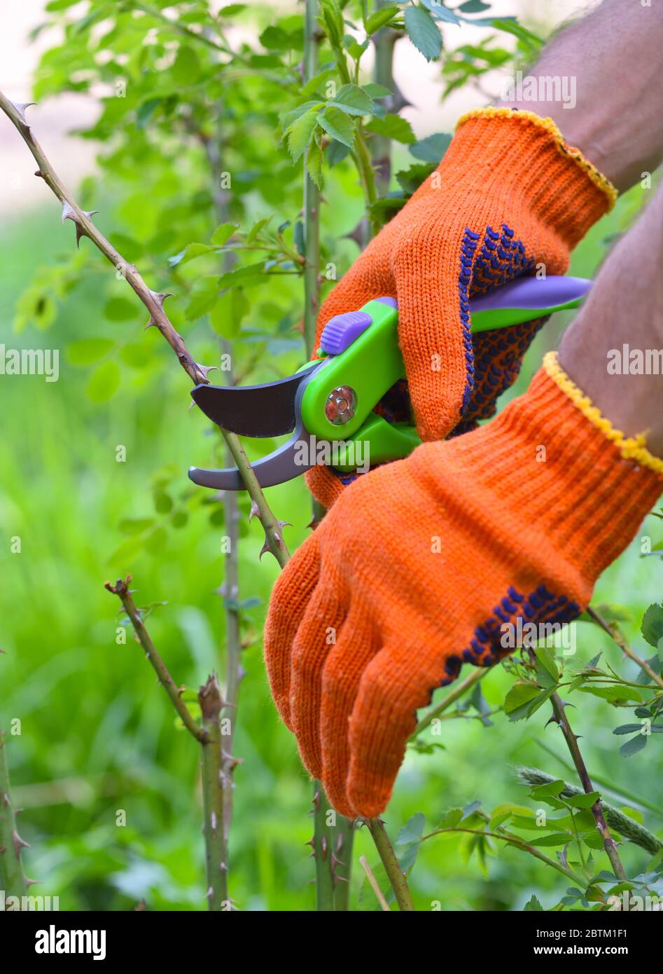 Molla di rose di potatura in giardino, giardiniere con le mani tagliasiepe Foto Stock