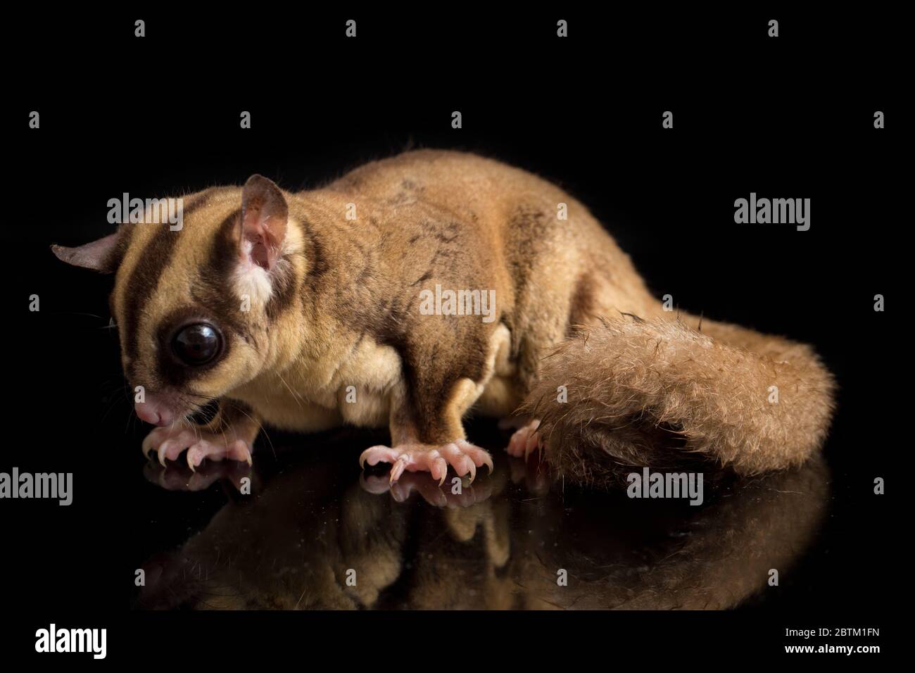 Aliante di zucchero - BREVANI di Petaurus isolati su sfondo nero Foto Stock