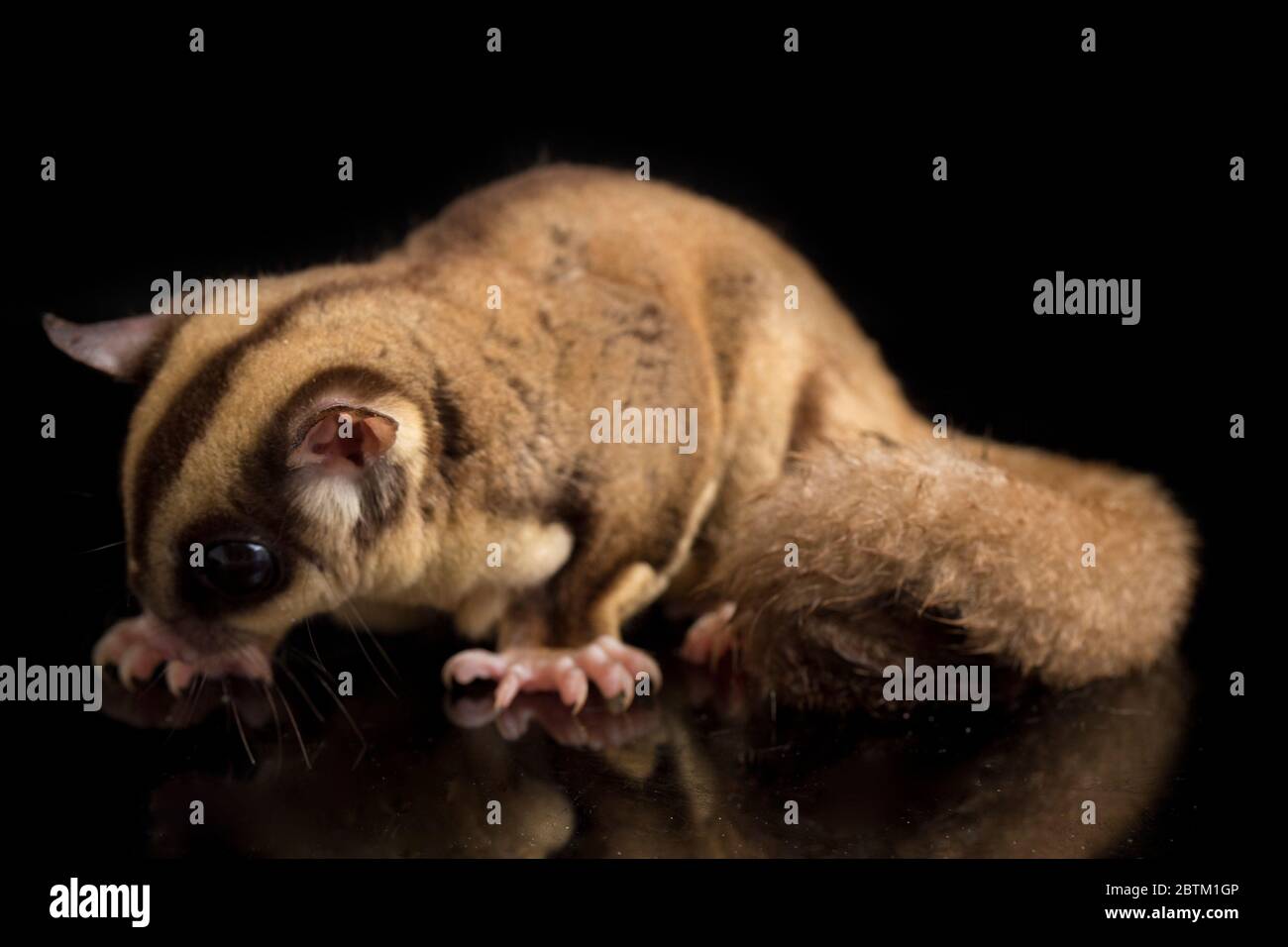 Aliante di zucchero - BREVANI di Petaurus isolati su sfondo nero Foto Stock