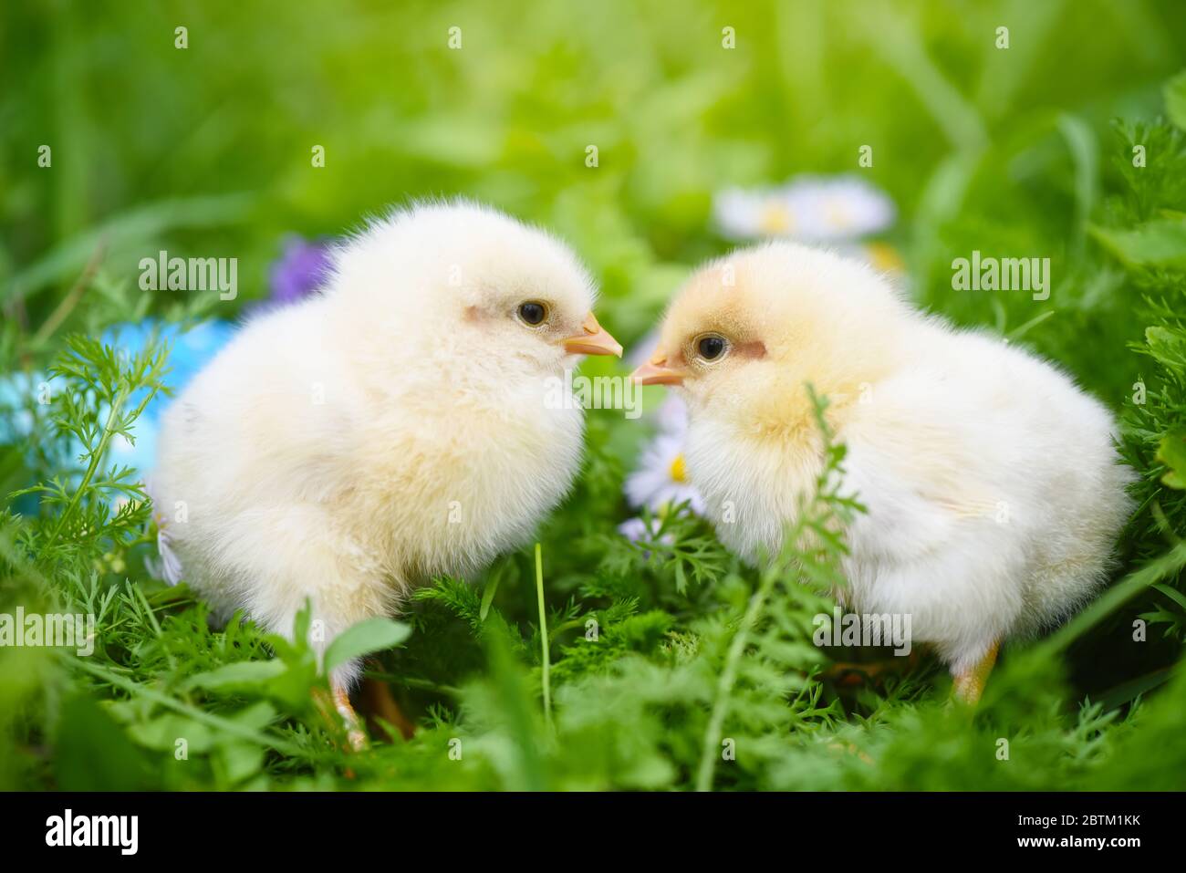 Polli con uova di Pasqua colorate dipinte su erba verde Foto Stock