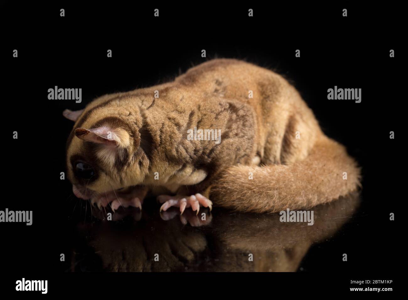 Aliante di zucchero - BREVANI di Petaurus isolati su sfondo nero Foto Stock