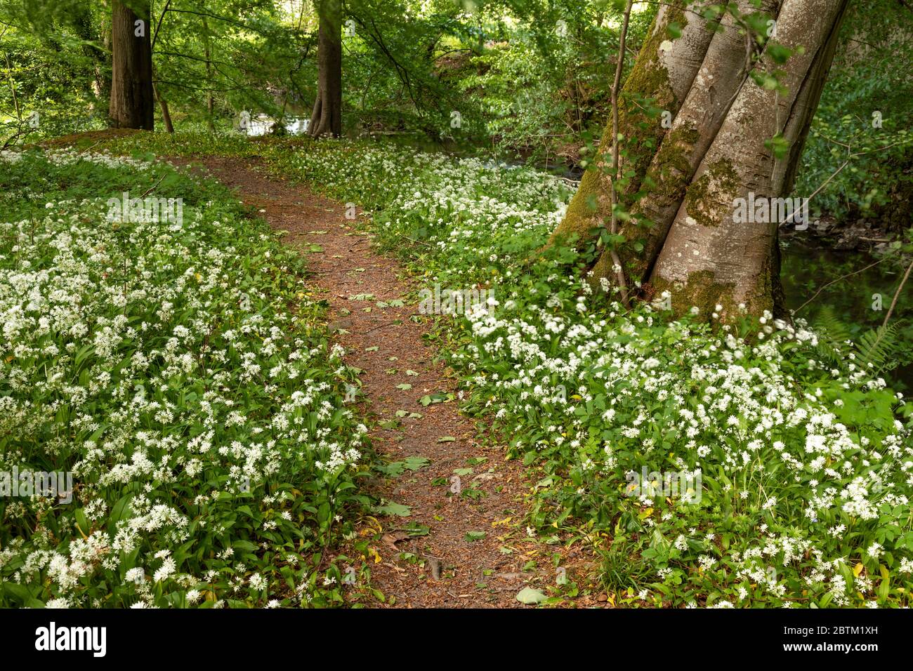 Percorso attraverso boschi tappezzati con fiori di aglio selvatico Foto Stock