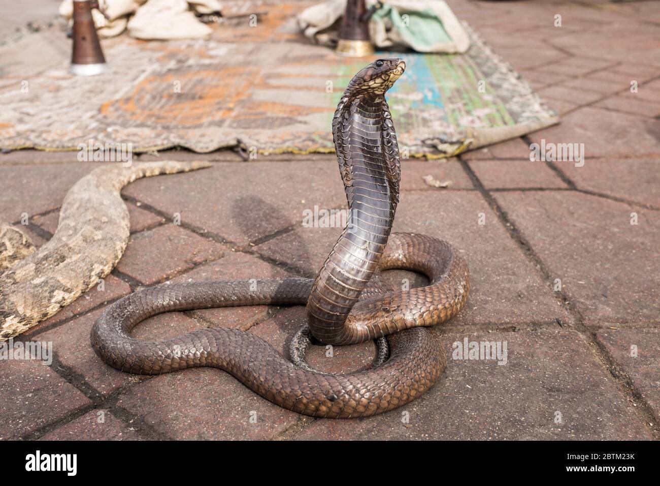 Cobra, il Charmer di serpenti, su Jemaa El Fna a Marrakech, Marocco Foto Stock