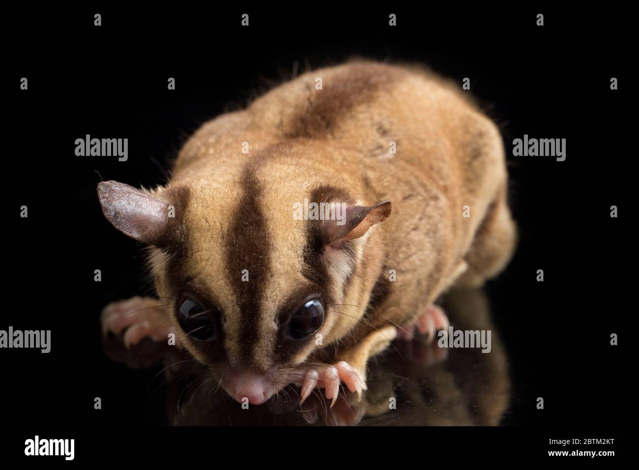 Aliante di zucchero - BREVANI di Petaurus isolati su sfondo nero Foto Stock