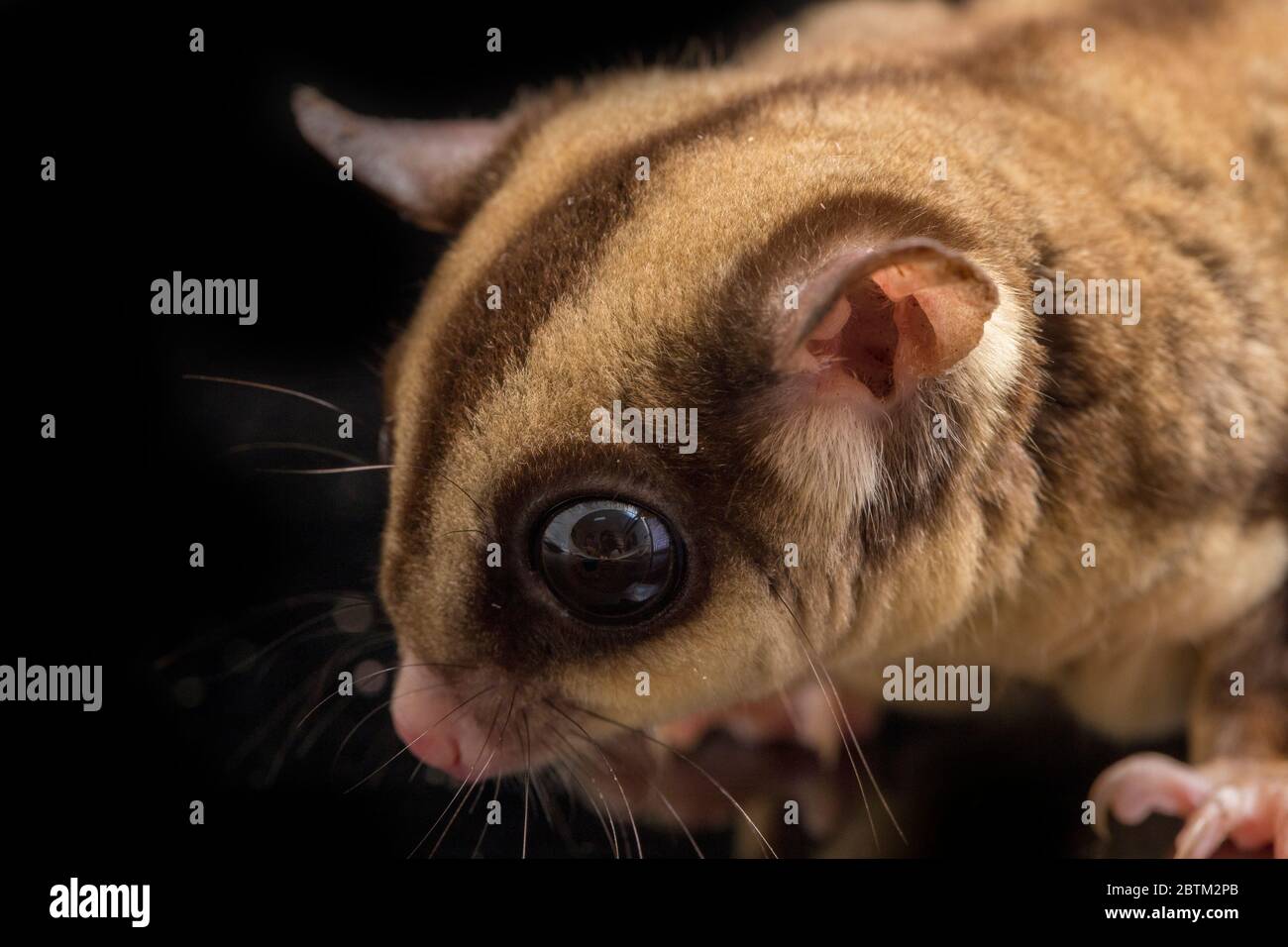 Aliante di zucchero - BREVANI di Petaurus isolati su sfondo nero Foto Stock