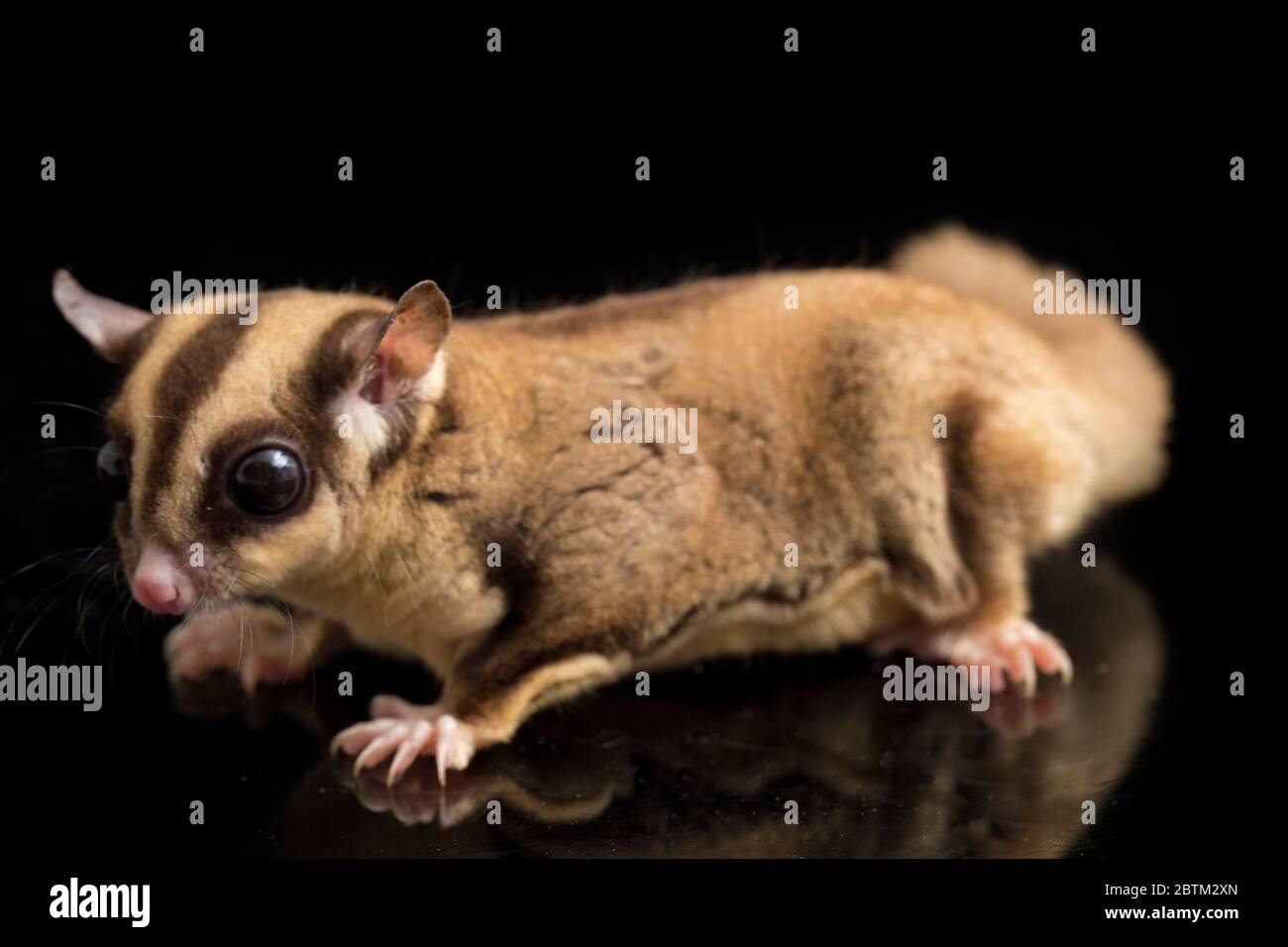 Aliante di zucchero - BREVANI di Petaurus isolati su sfondo nero Foto Stock