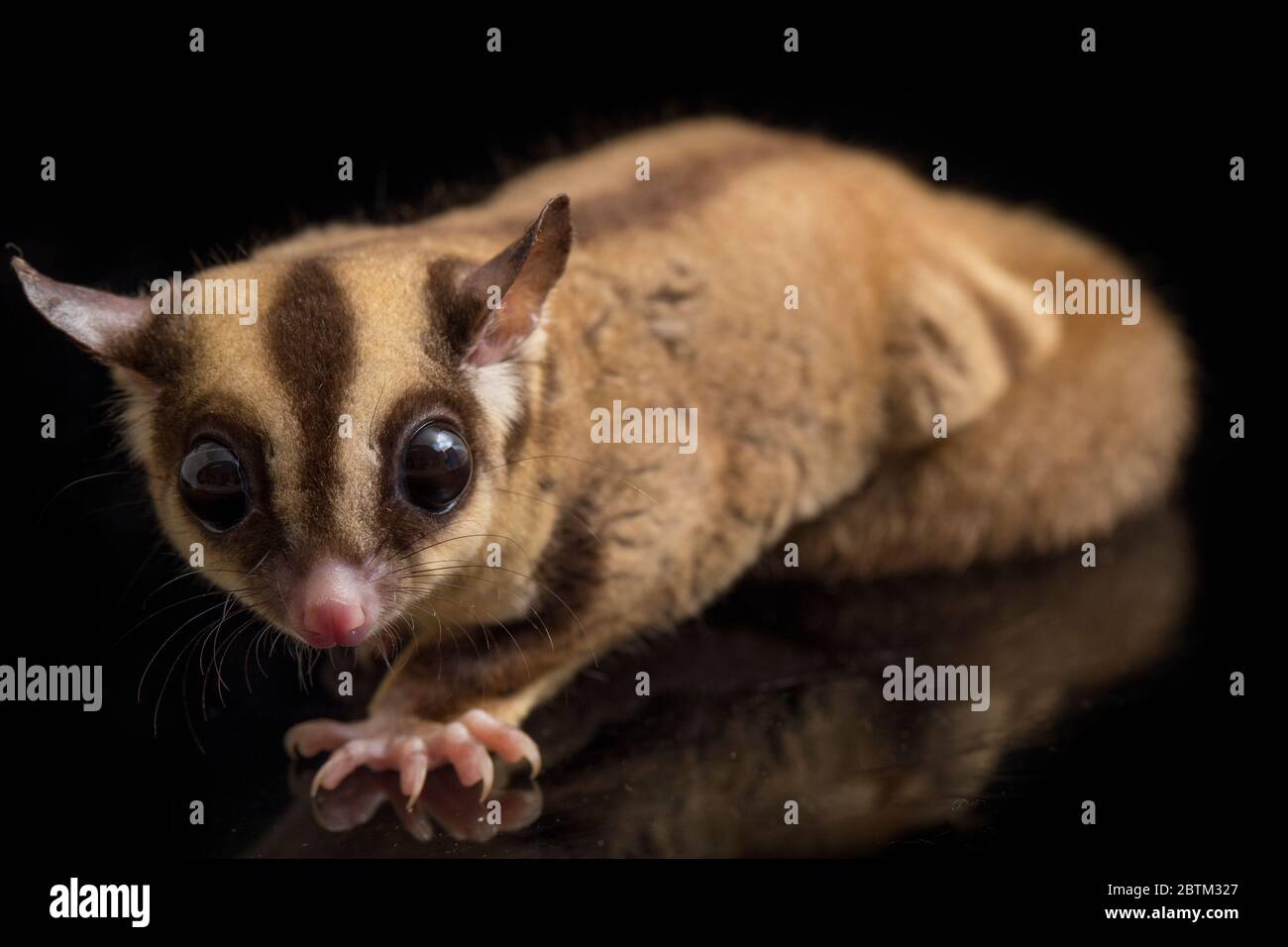 Aliante di zucchero - BREVANI di Petaurus isolati su sfondo nero Foto Stock