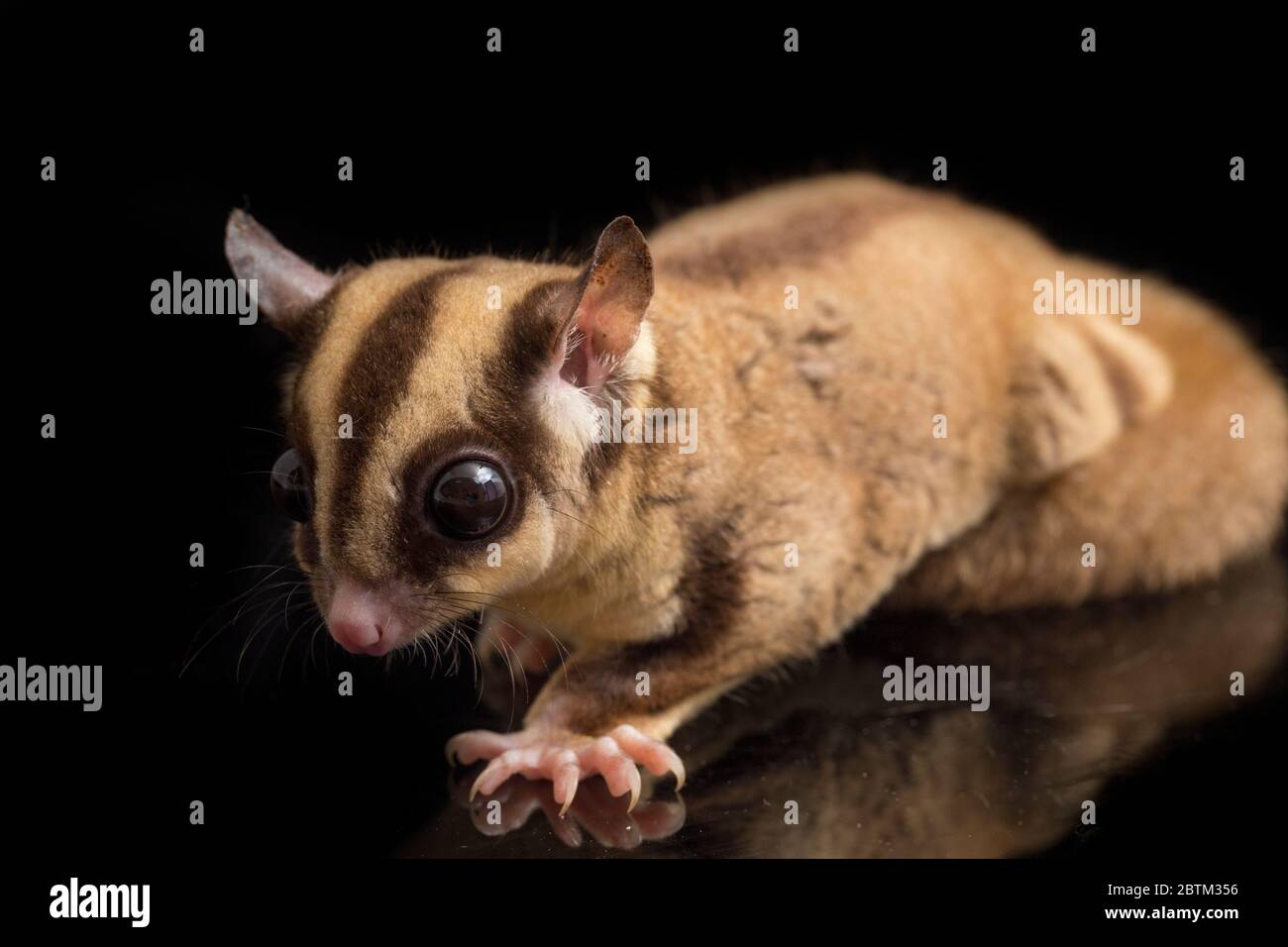 Aliante di zucchero - BREVANI di Petaurus isolati su sfondo nero Foto Stock