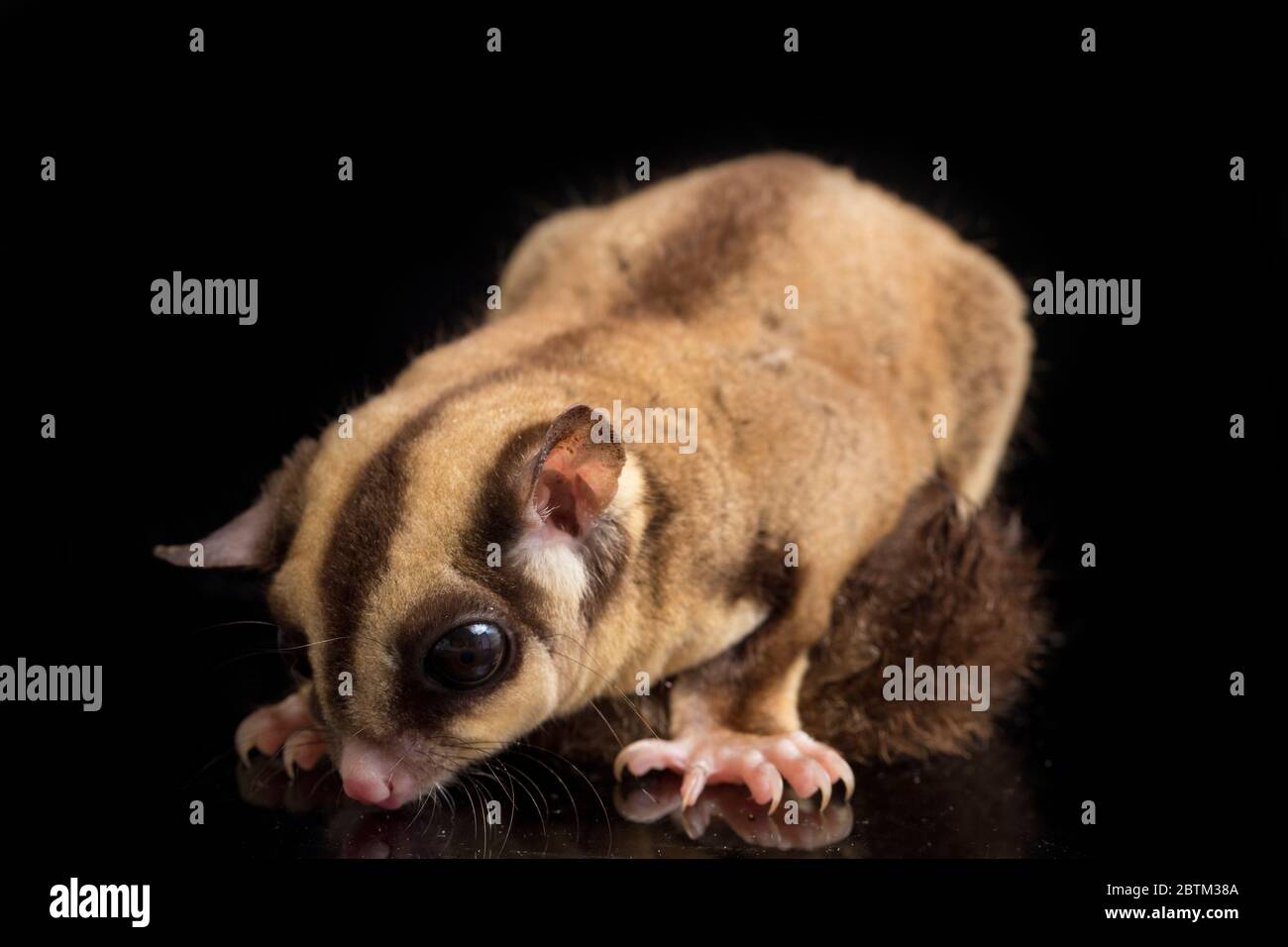 Aliante di zucchero - BREVANI di Petaurus isolati su sfondo nero Foto Stock