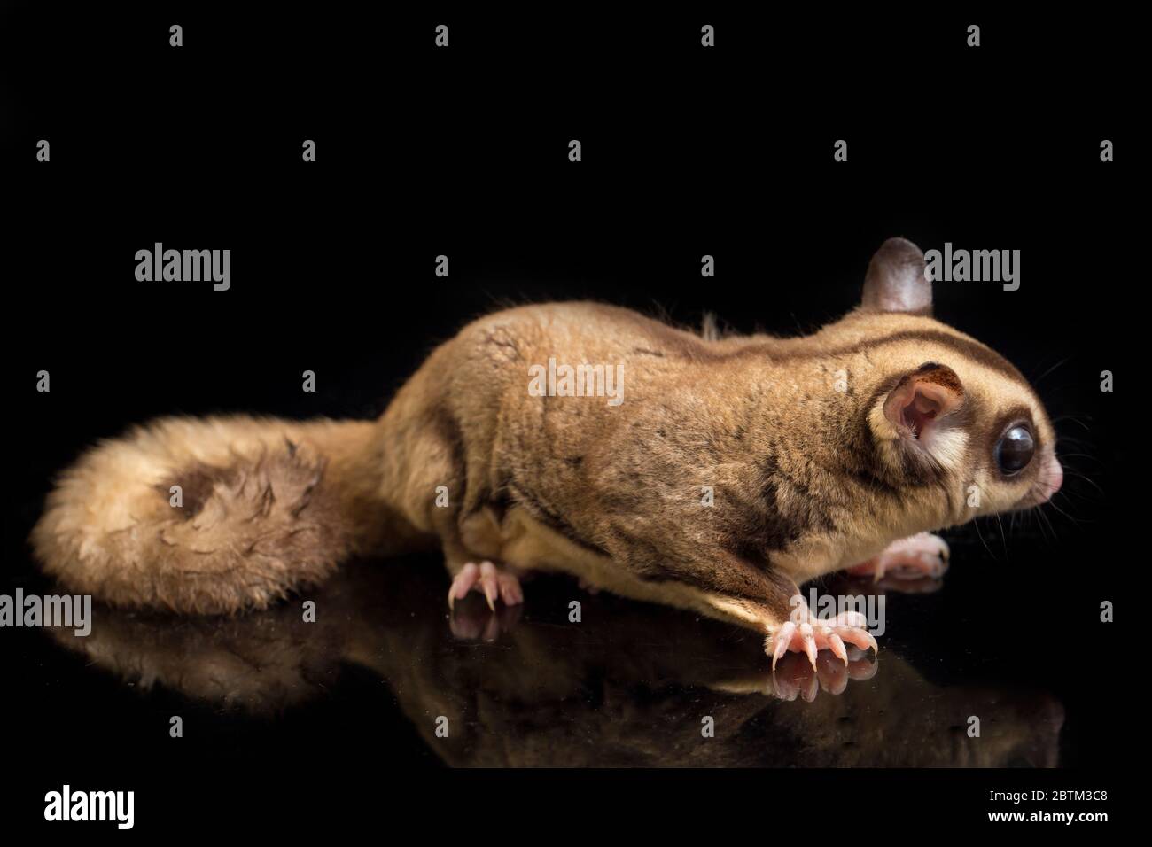 Aliante di zucchero - BREVANI di Petaurus isolati su sfondo nero Foto Stock