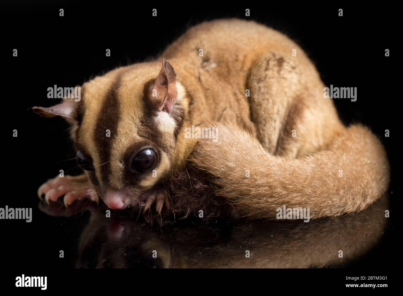 Aliante di zucchero - BREVANI di Petaurus isolati su sfondo nero Foto Stock