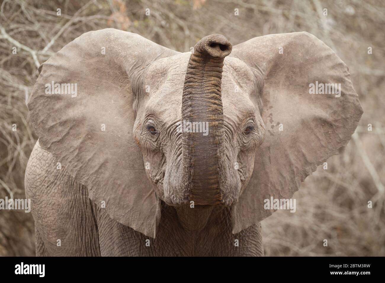 Giovane elefante con tronco in aria e le orecchie aprono Kruger Park Sud Africa Foto Stock