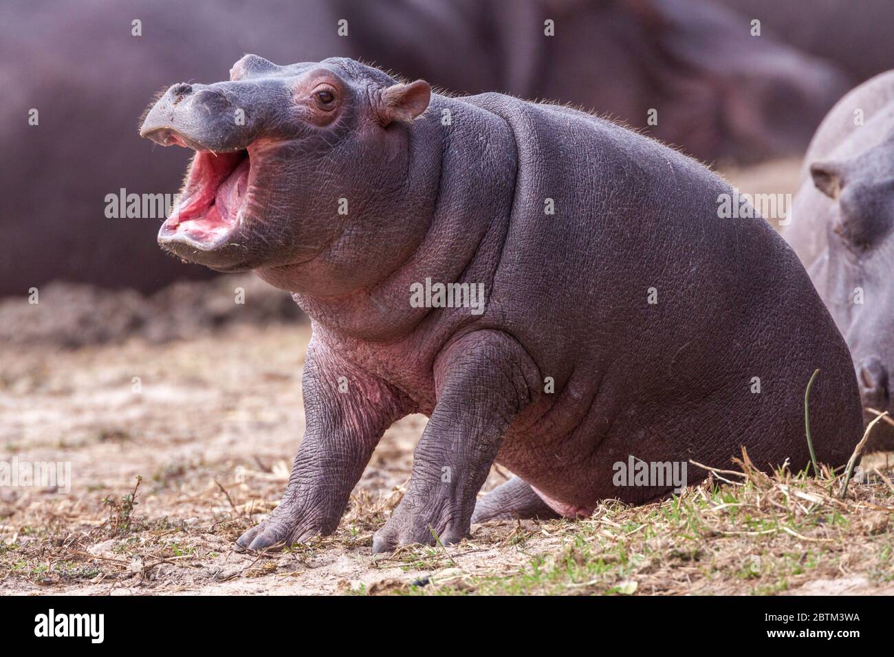 Piccolo hippo bambino seduto fuori dell'acqua con bocca aperta Kruger Park Sud Africa Foto Stock