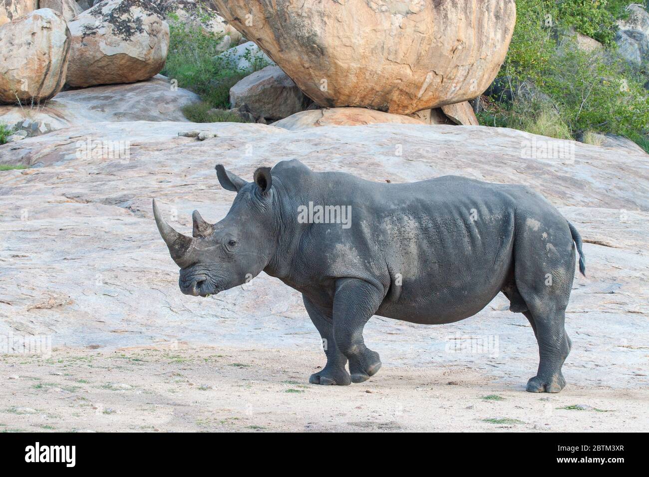Un adulto maschio White Rhino in piedi sulle rocce Kruger Park Sud Africa Foto Stock