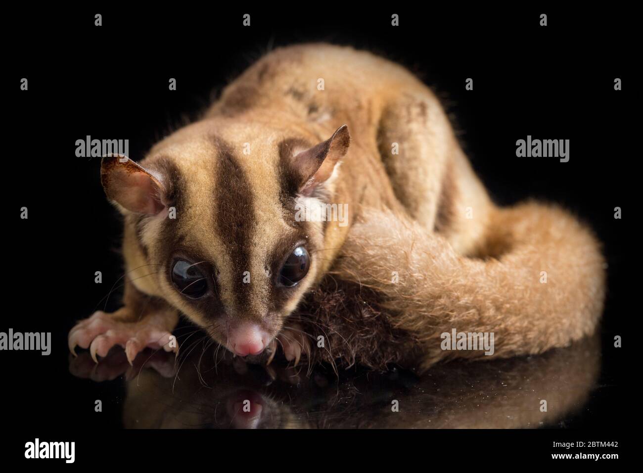 Aliante di zucchero - BREVANI di Petaurus isolati su sfondo nero Foto Stock