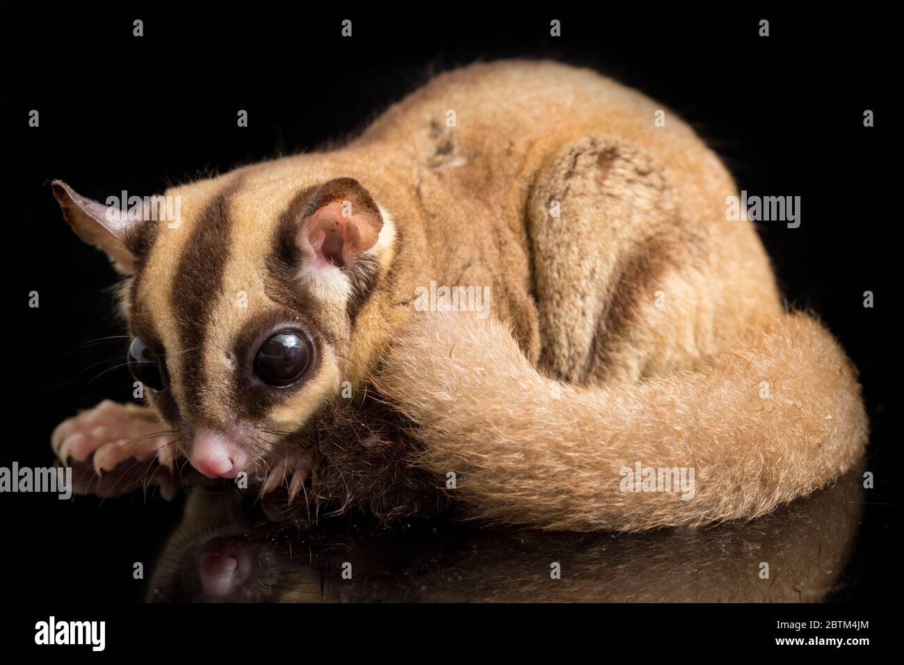 Aliante di zucchero - BREVANI di Petaurus isolati su sfondo nero Foto Stock