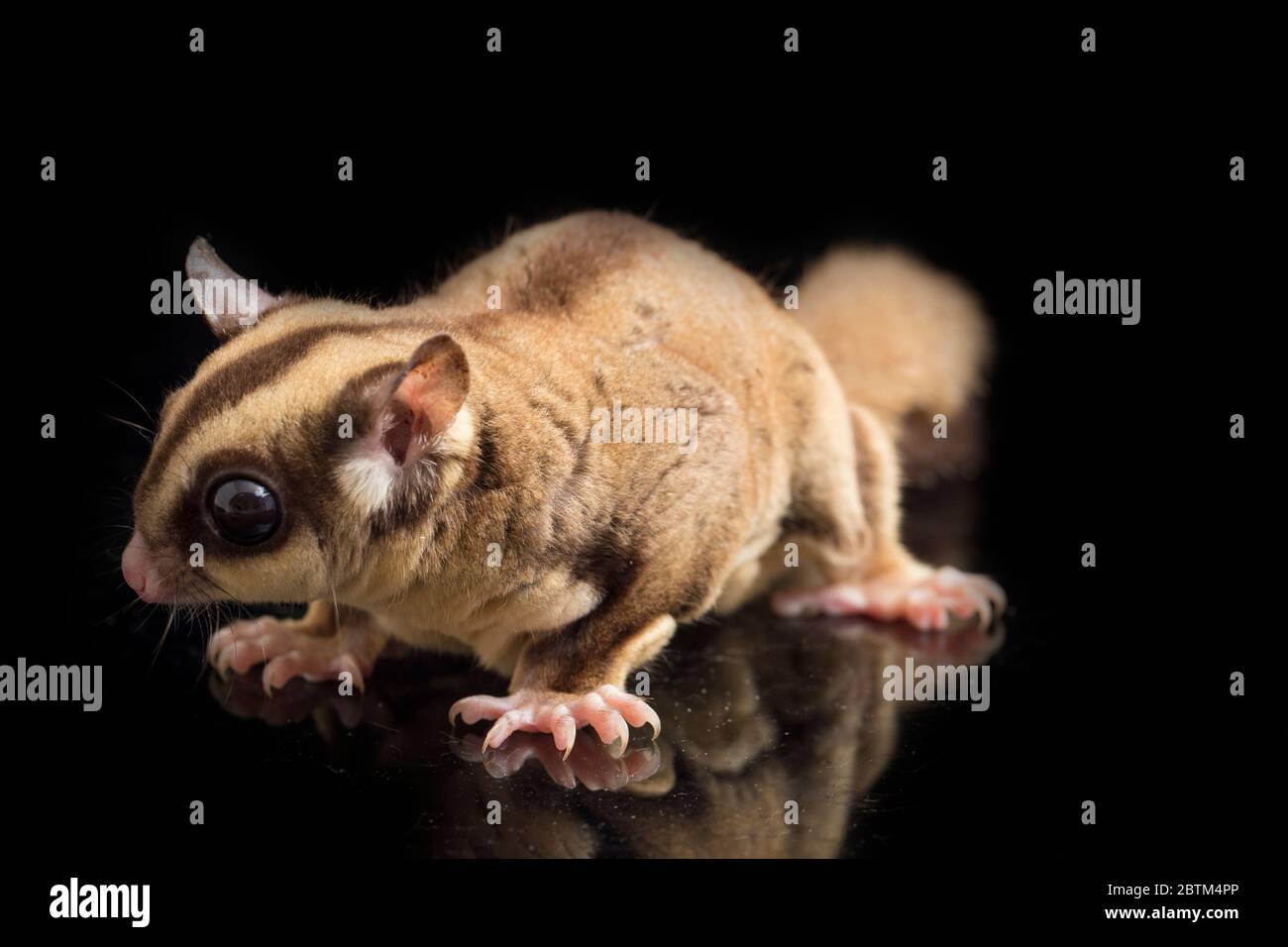 Aliante di zucchero - BREVANI di Petaurus isolati su sfondo nero Foto Stock