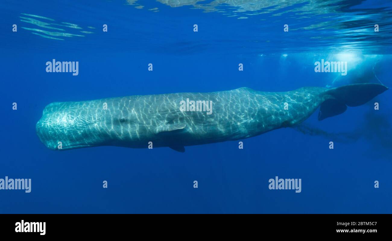 Balena spermatica che nuota in superficie, defecates, Mar Ligure, Italia. Foto Stock