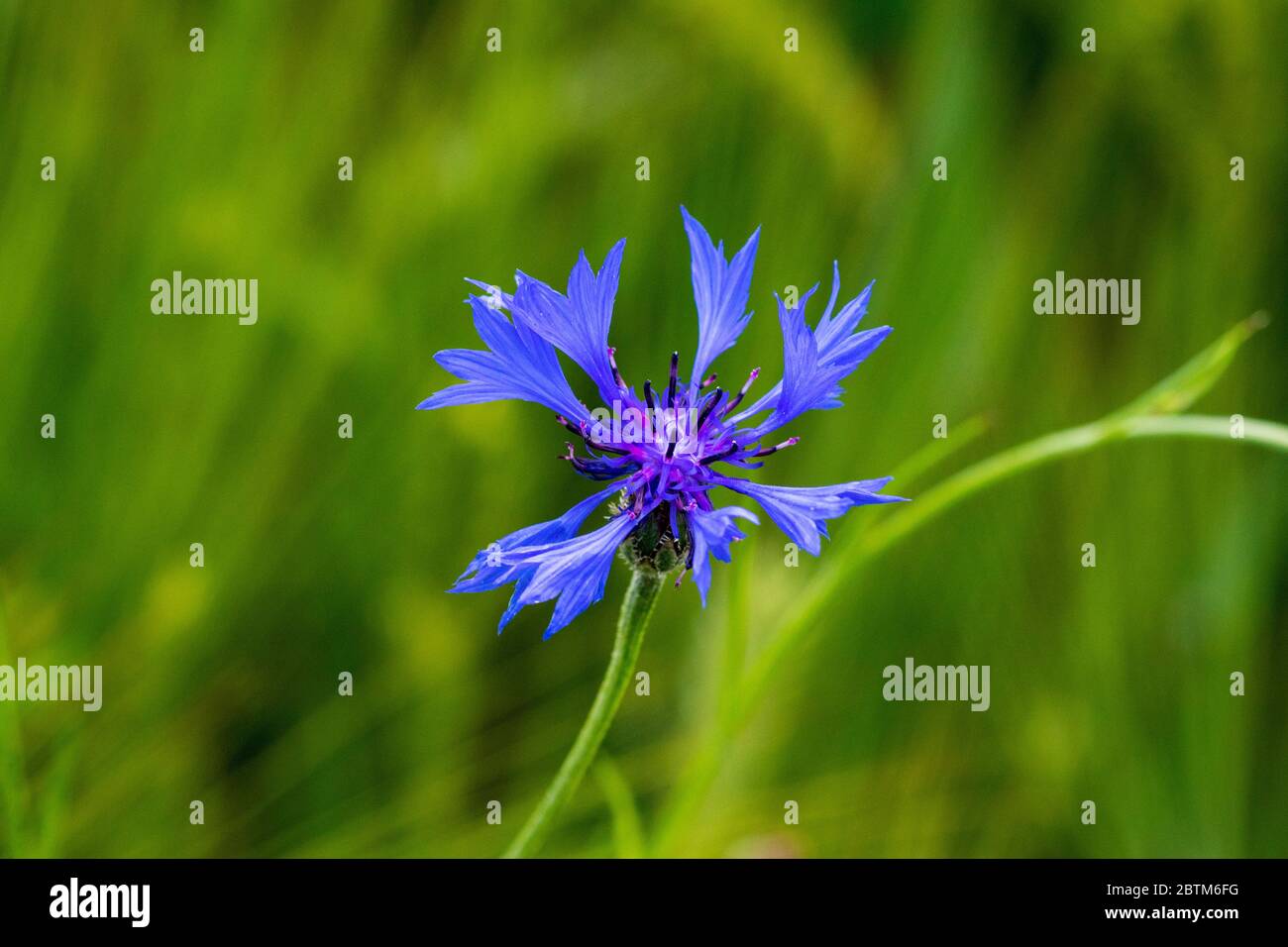 Centaurea cyanus, comunemente noto come fiordaliso o corso di laurea del pulsante Foto Stock