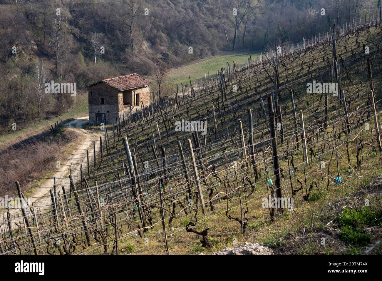 Strada di campagna e capannone nei vigneti, Cassinasco, Langhe, Piemonte, Italia Foto Stock