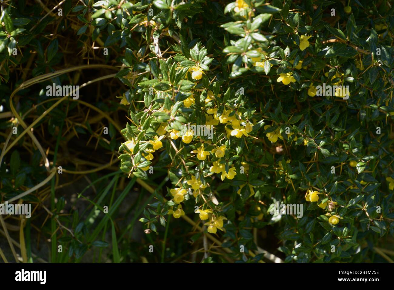 rami spinosi di berberis frikartii con fiori gialli luminosi Foto Stock