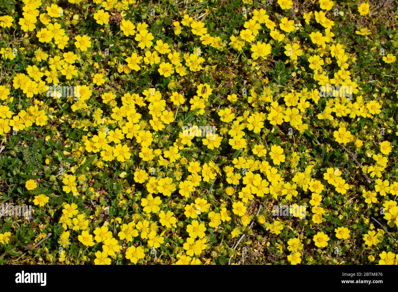 Fiori gialli di cinquefeil strisciante come sfondo floreale, pentole rettans o Kriechende Fingerkraut Foto Stock