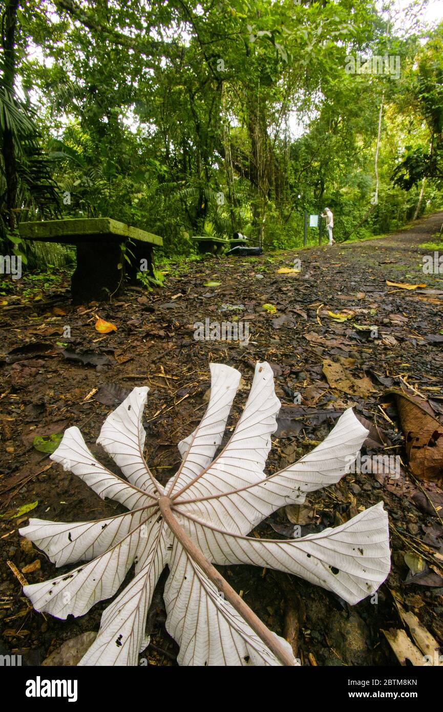 Sentiero e panca nella foresta pluviale del parco metropolitano, Panama City, Repubblica di Panama. Foto Stock