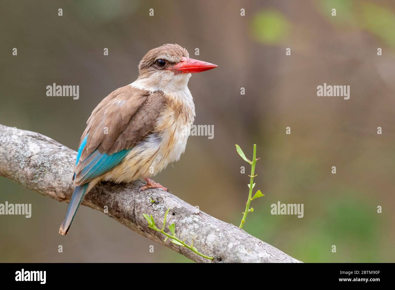 Kingfisher con cappuccio marrone (Halcyon albiventris), femmina adulta arroccata su un ramo, Mpumalanga, Sudafrica Foto Stock