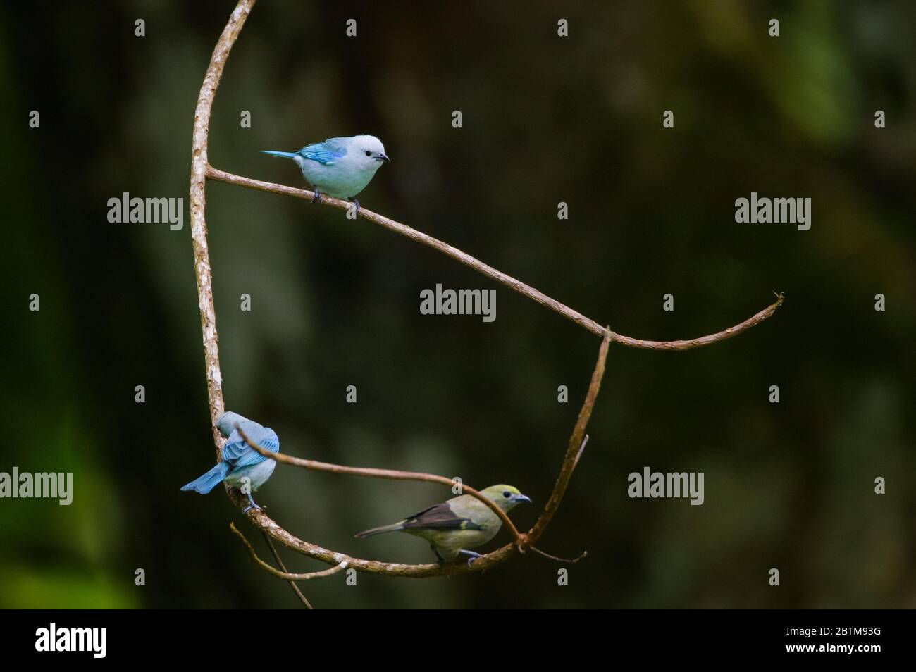 Due maschi e una femmina blu-grigio Tanager, Thraupis episcopus, nella lussureggiante foresta pluviale nel parco metropolitano, Panama City, Repubblica di Panama. Foto Stock