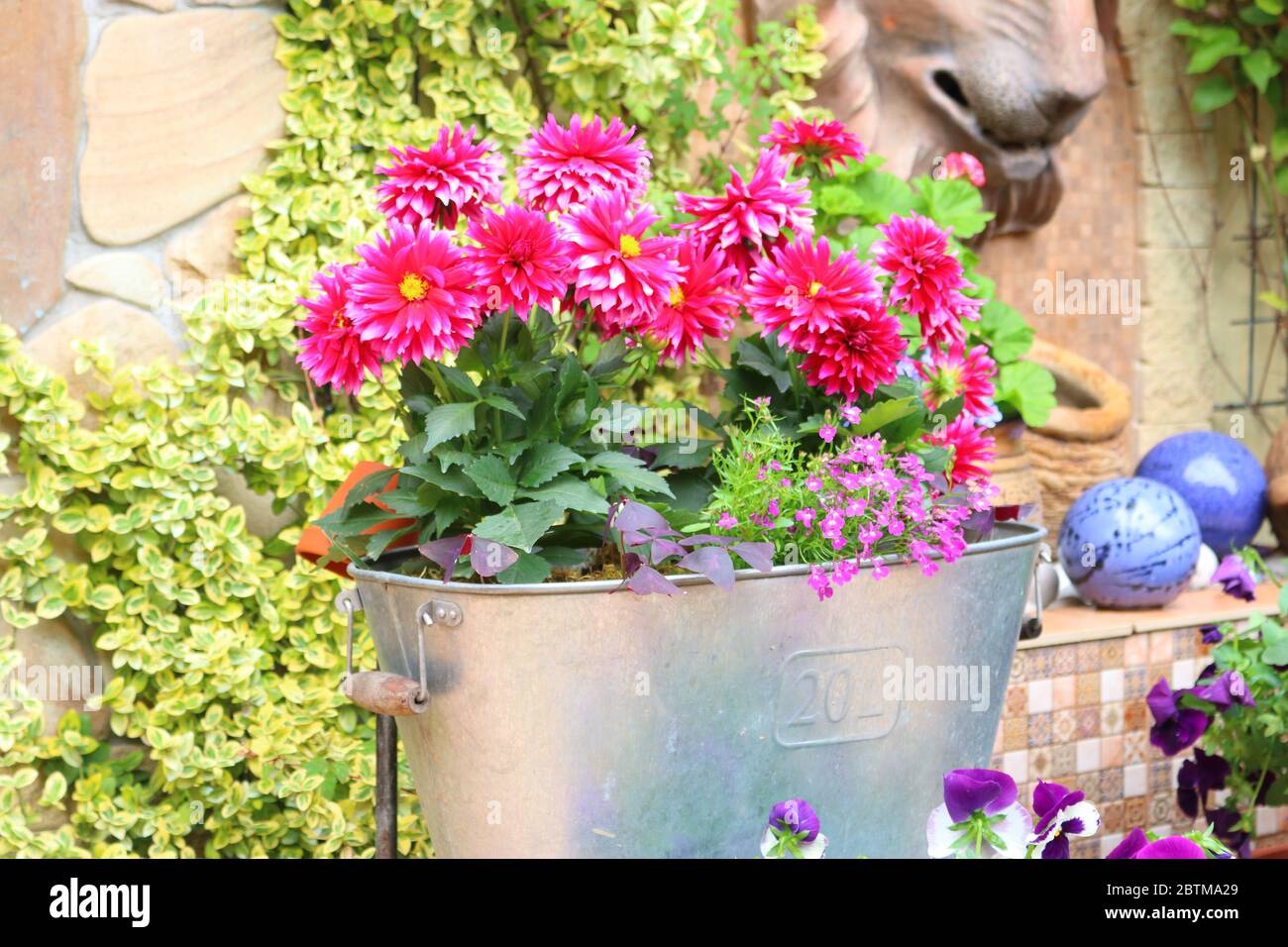 Dahlias rosa fioriscono in un cottage estivo Foto Stock