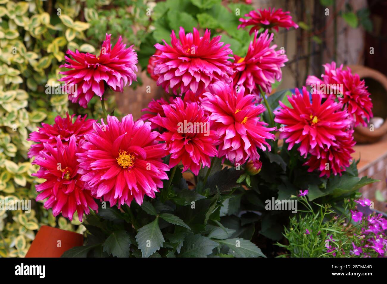 Dahlias rosa fioriscono in un cottage estivo Foto Stock