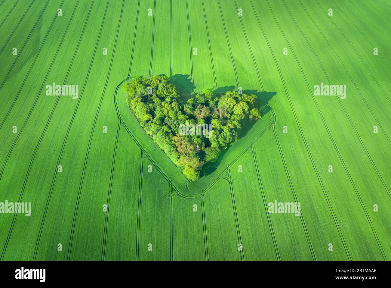 Vista aerea della piccola foresta a forma di cuore circondata da campo di grano in Polonia Foto Stock