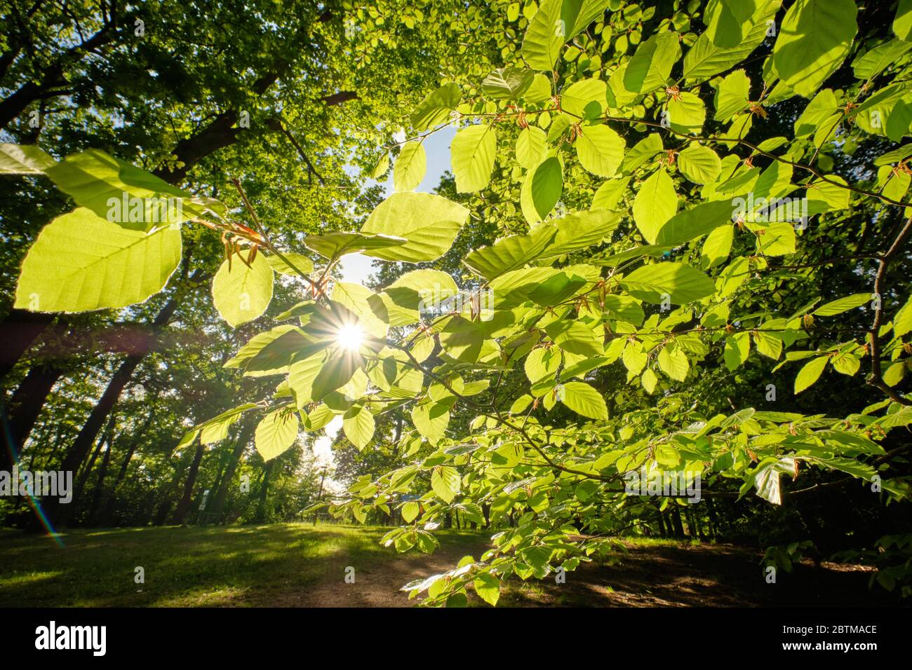 Sera sole che splende tra belle foglie di faggio verde fresco in una soleggiata primavera in Germania a maggio. Foto Stock