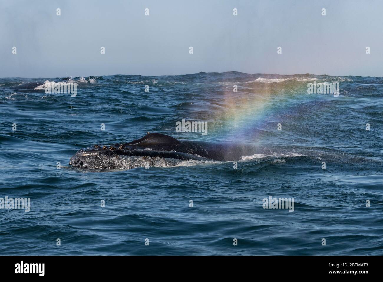 L'alimentazione delle balene megattere sul plancton è stata introdotta dalla corrente di Benguela, Oceano Atlantico, Sudafrica. Foto Stock