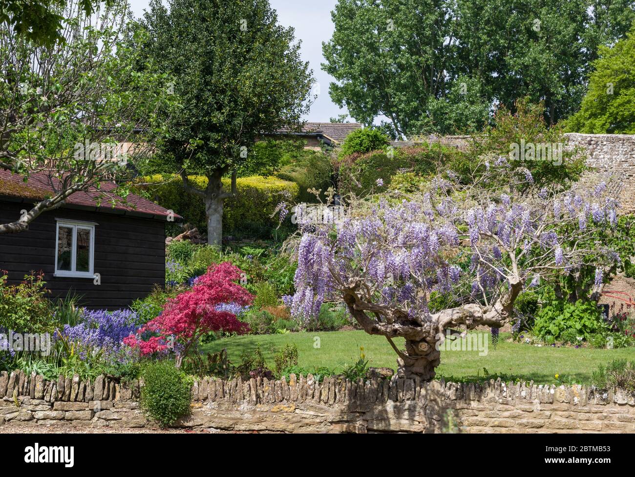 Ampio angolo di un giardino cottage nel villaggio di Boughton, Northamptonshire, UK; Wisteria albero, Acer albero e capannone giardino, muro di pietra di fronte Foto Stock